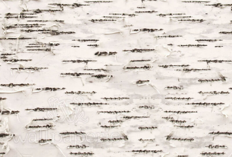 Birch Bark