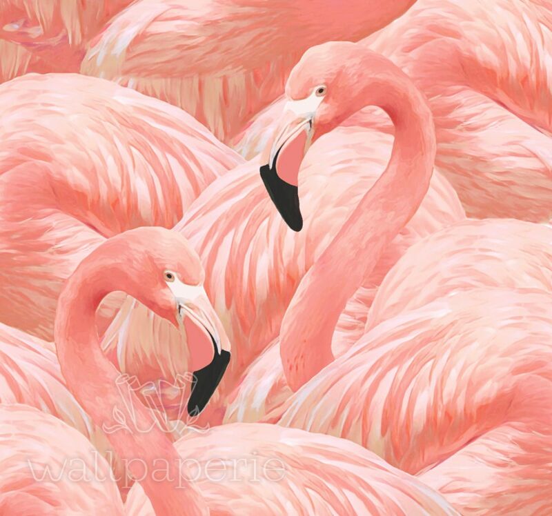 Flamingo | Pink